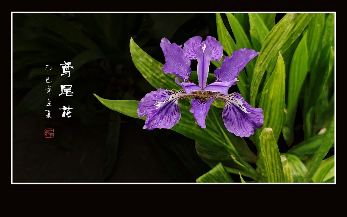 雨滴润靓的鸢尾花