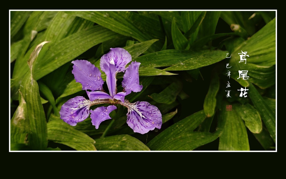 雨滴润靓的鸢尾花