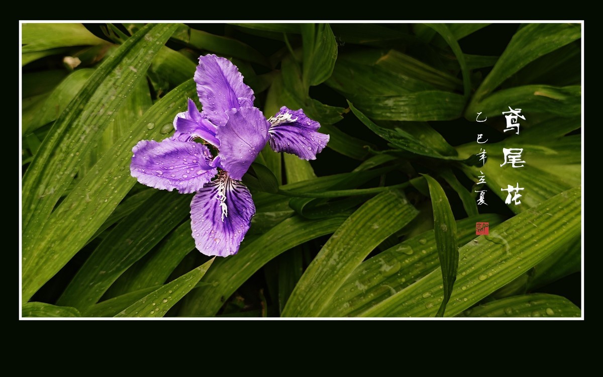 雨滴润靓的鸢尾花