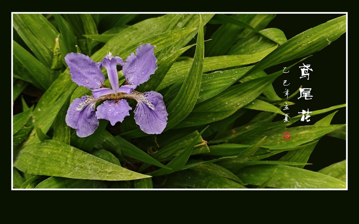 雨滴润靓的鸢尾花