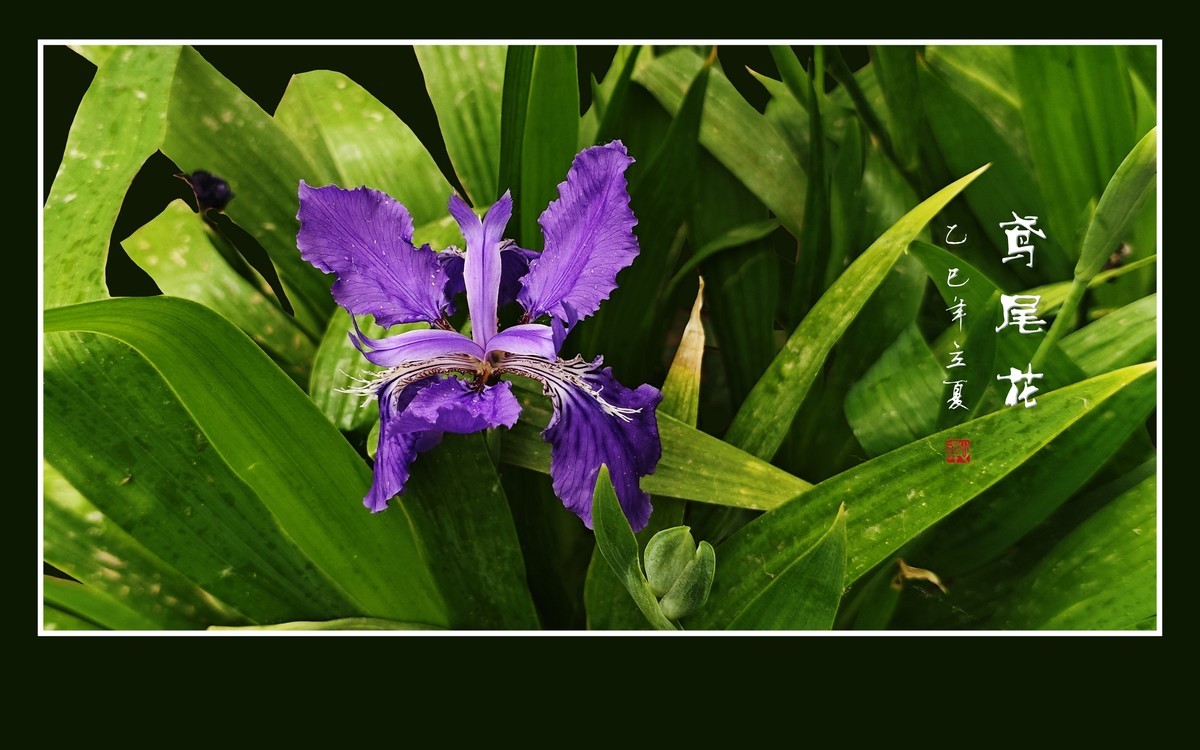 雨滴润靓的鸢尾花
