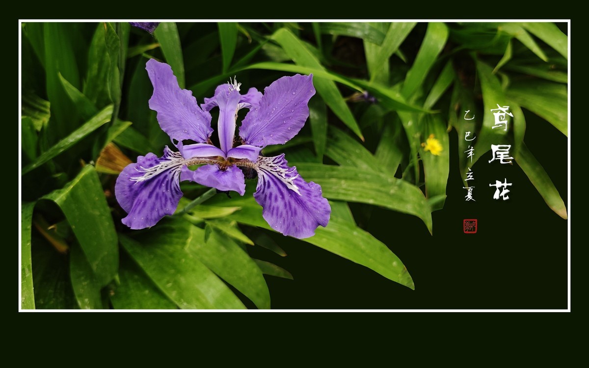 雨滴润靓的鸢尾花