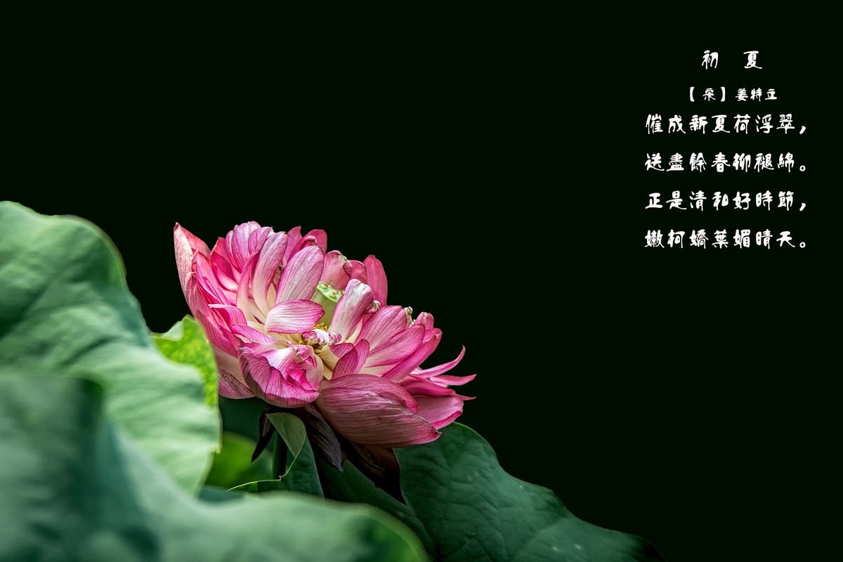 《初夏》  【 宋】 作者【姜特立】