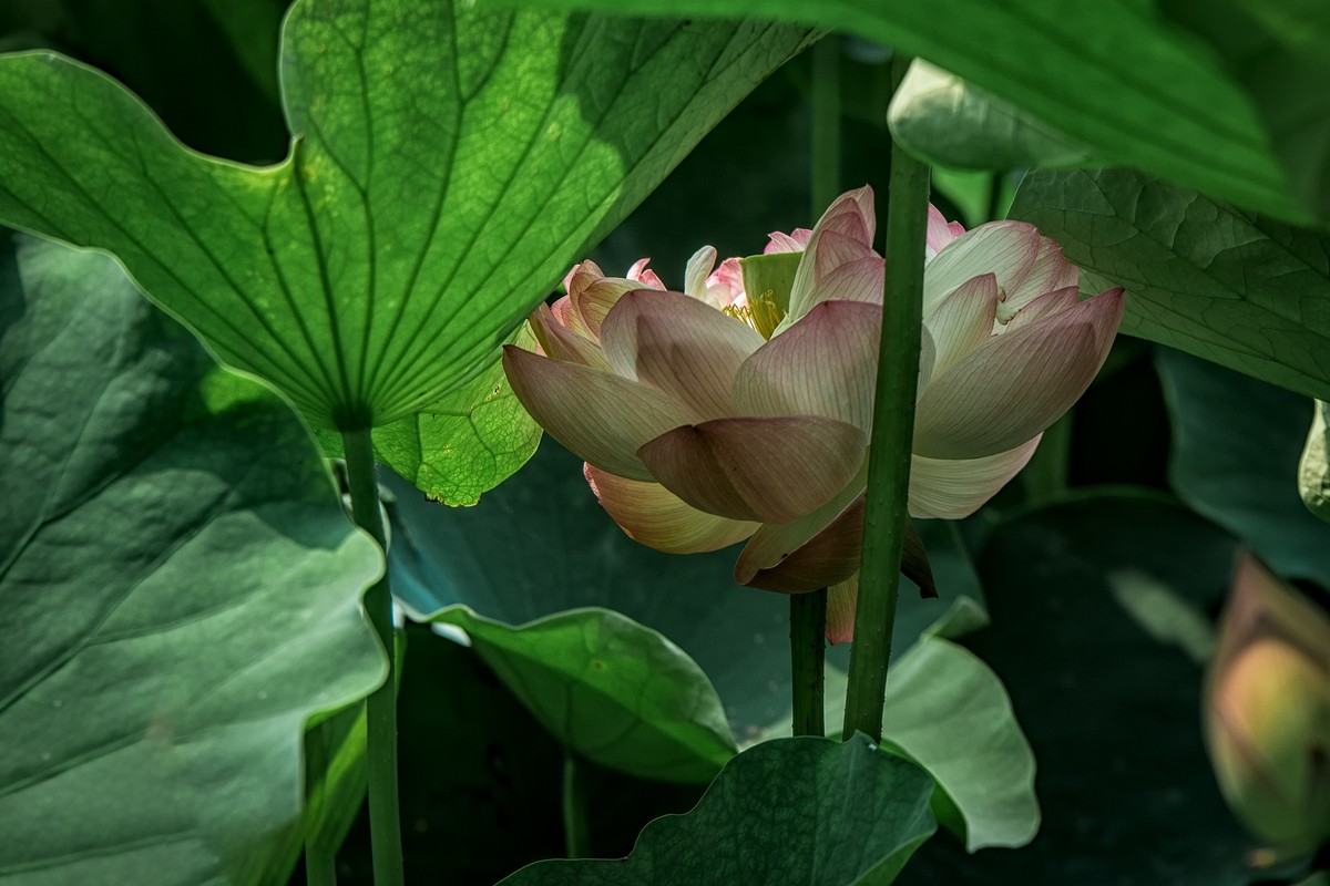 《初夏》  【 宋】 作者【姜特立】