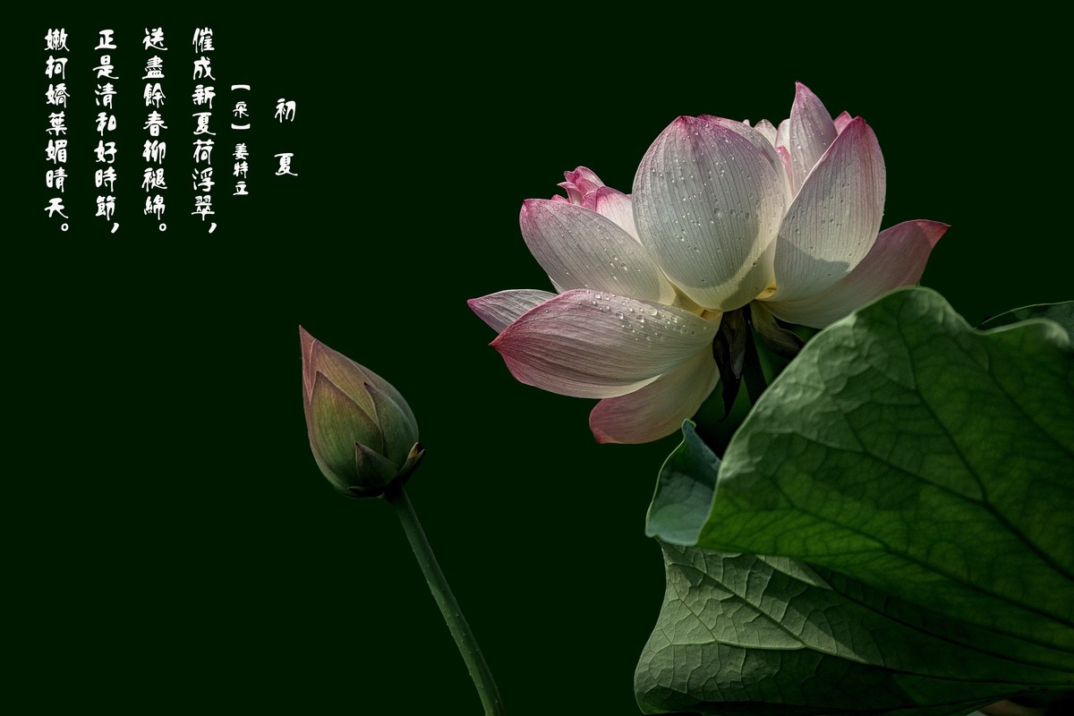 《初夏》  【 宋】 作者【姜特立】