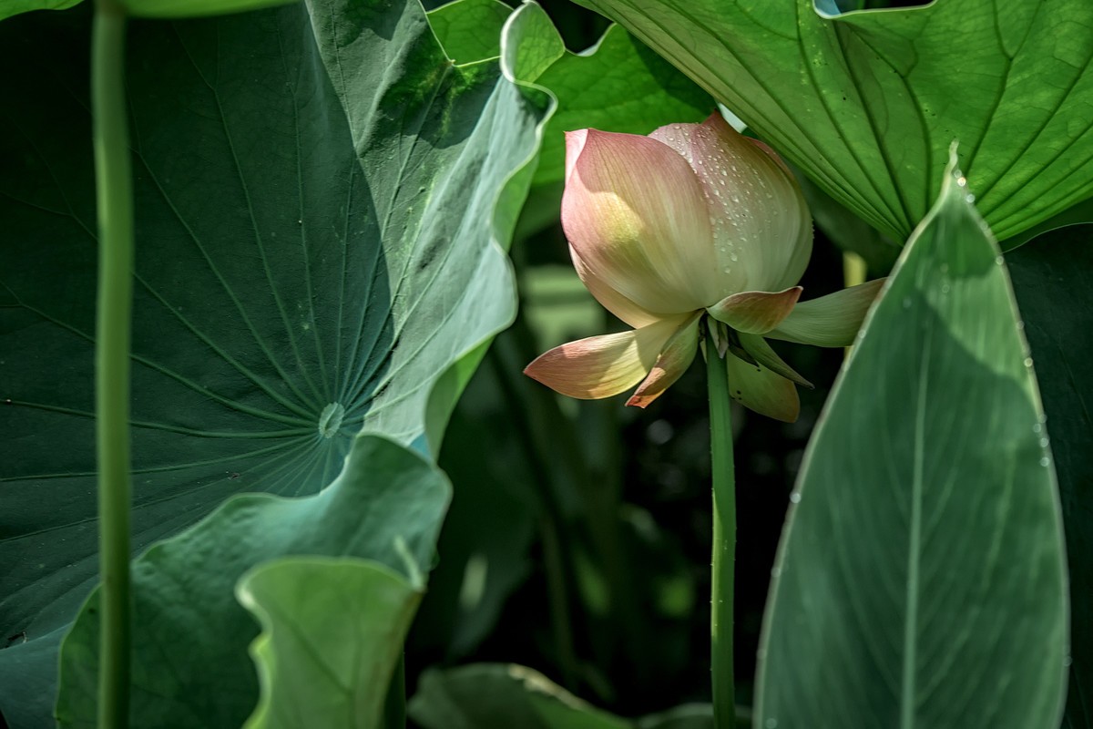 《初夏》  【 宋】 作者【姜特立】