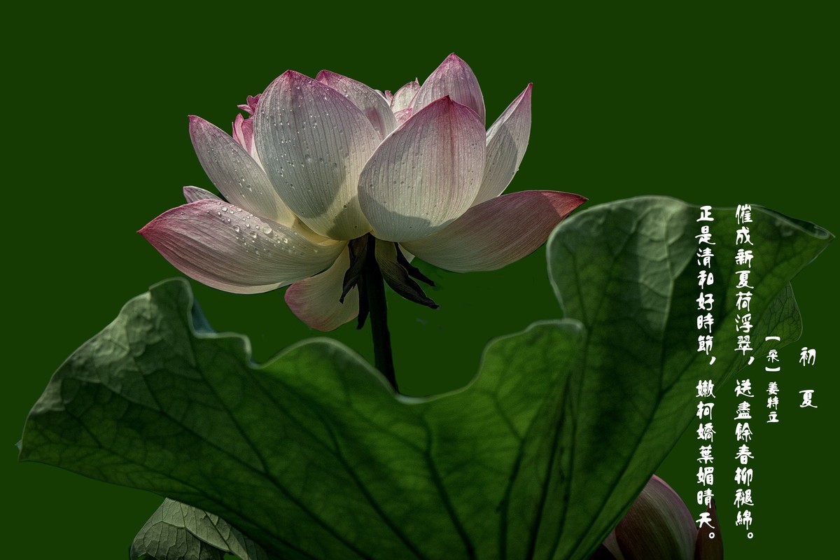 《初夏》  【 宋】 作者【姜特立】