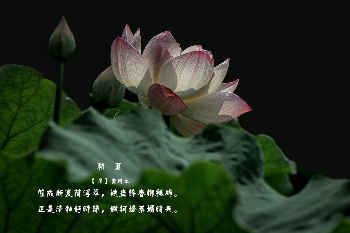 《初夏》  【 宋】 作者【姜特立】