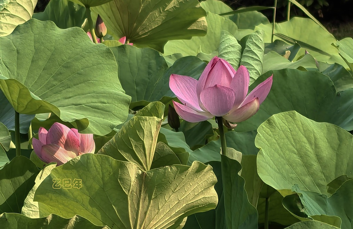 荷花开【乙巳年-156】