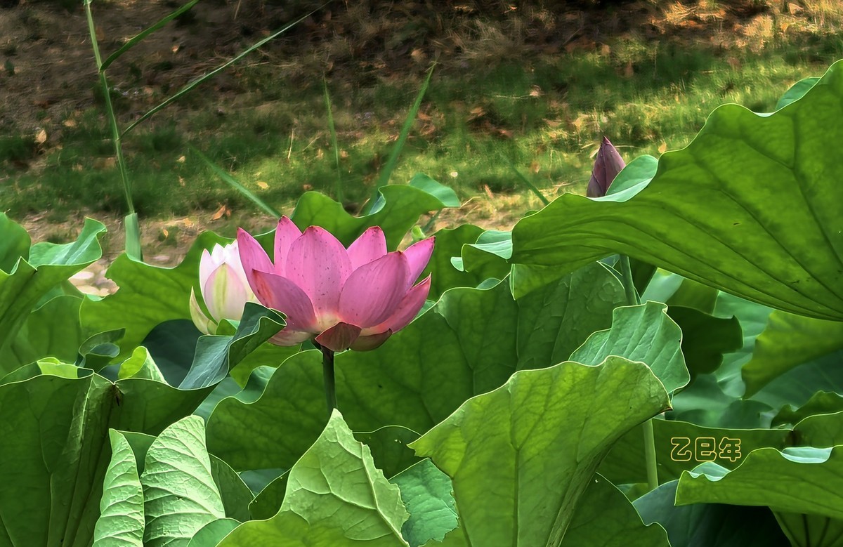 荷花开【乙巳年-156】