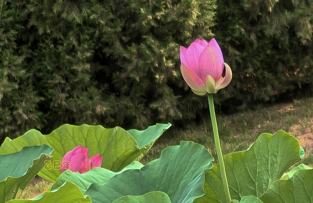荷花开【乙巳年-156】