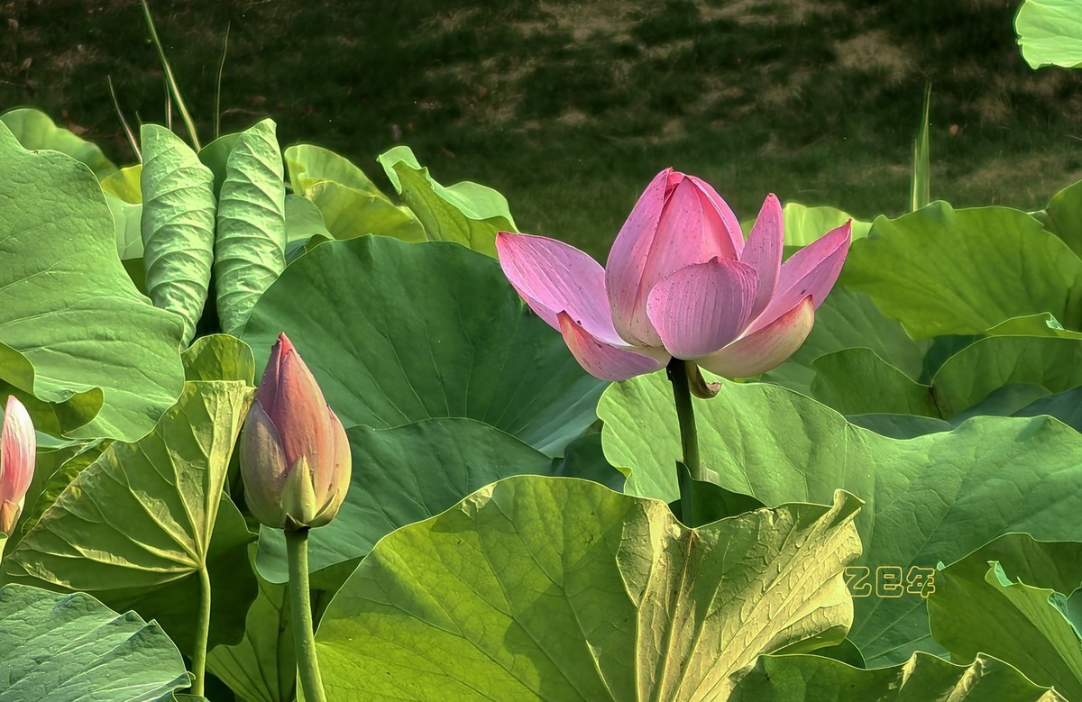 荷花开【乙巳年-156】