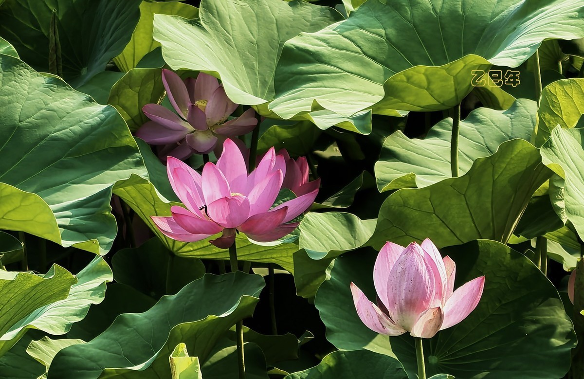 荷花开【乙巳年-156】