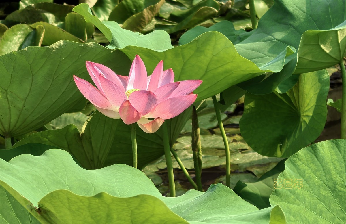 荷花开【乙巳年-156】