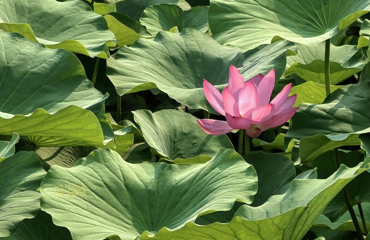 荷花开【乙巳年-156】