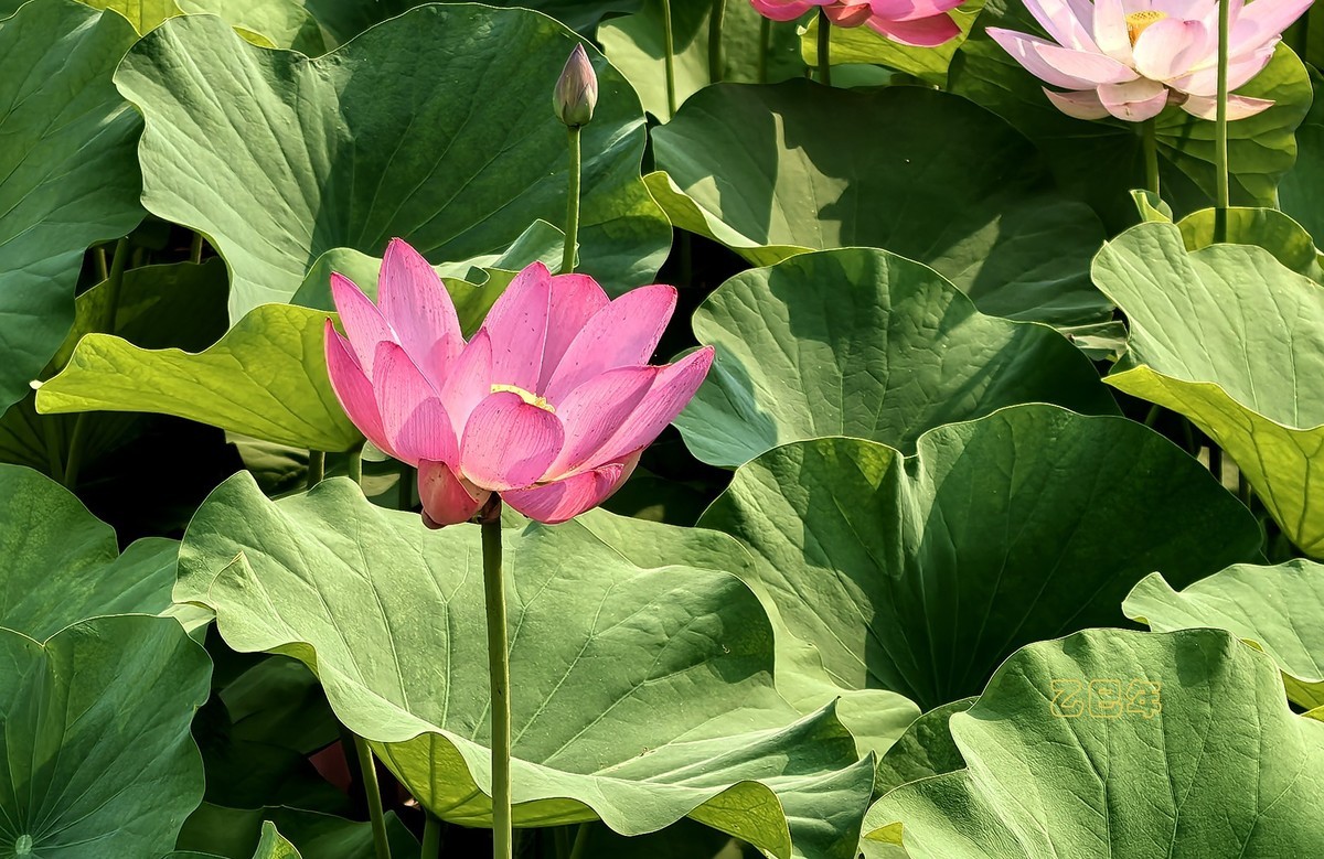 荷花开【乙巳年-156】