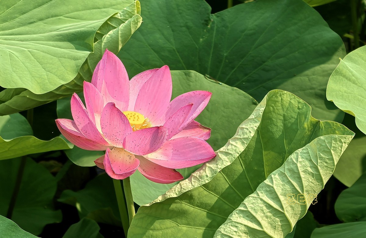 荷花开【乙巳年-156】