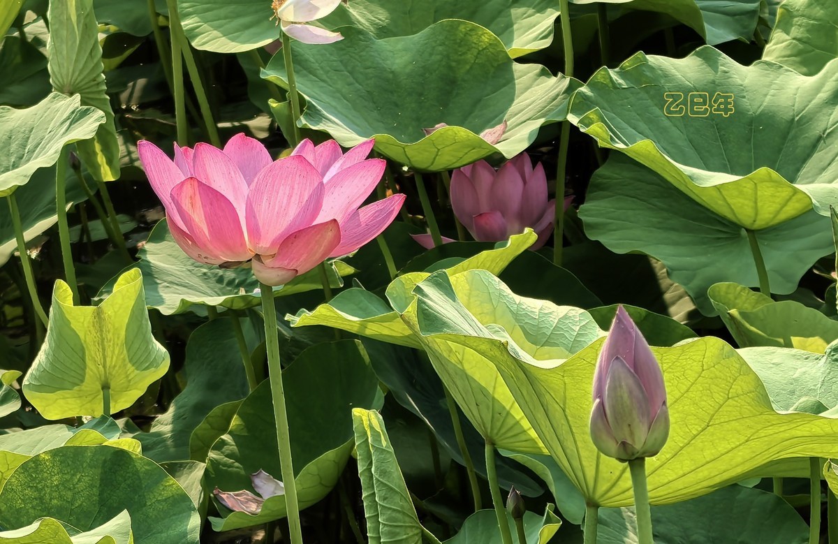 荷花开【乙巳年-156】