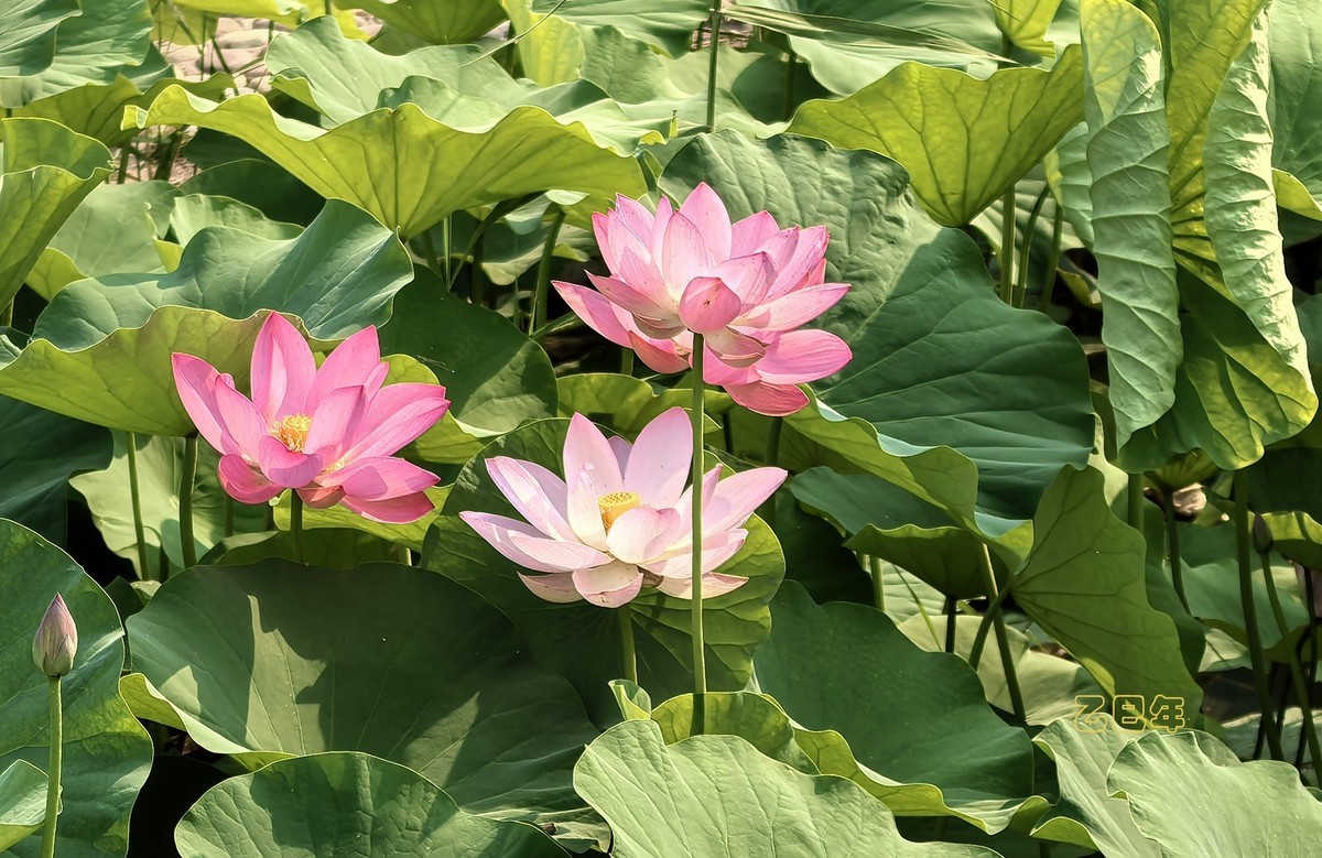 荷花开【乙巳年-156】