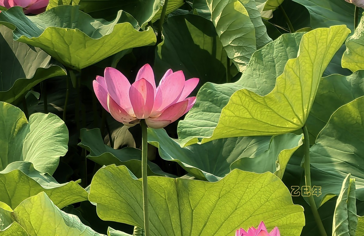 荷花开【乙巳年-156】