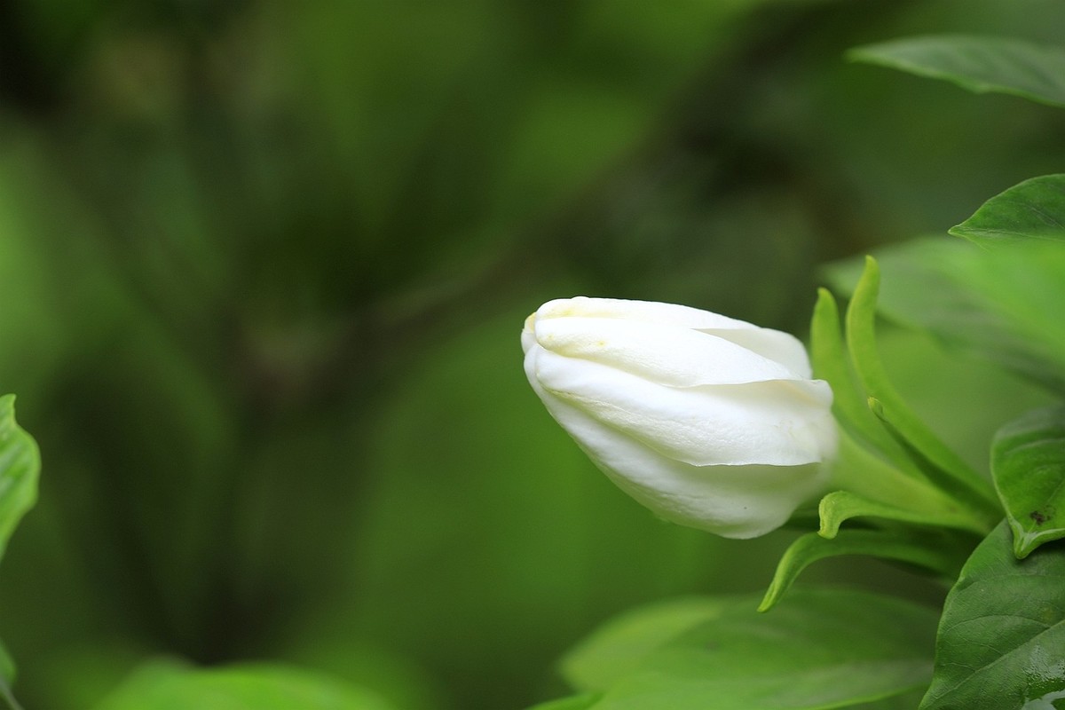 梔子花【二】2025.141
