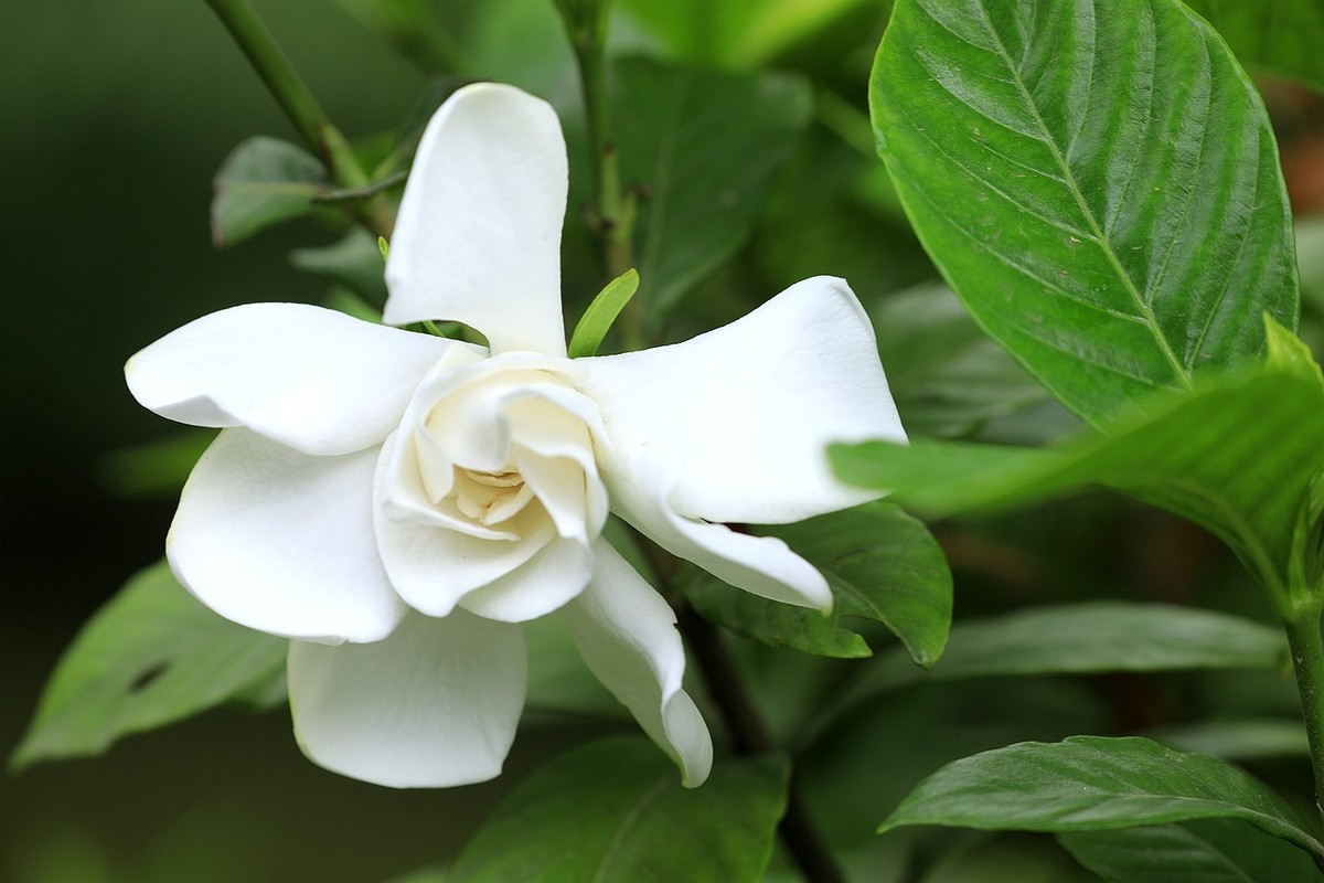 梔子花【二】2025.141