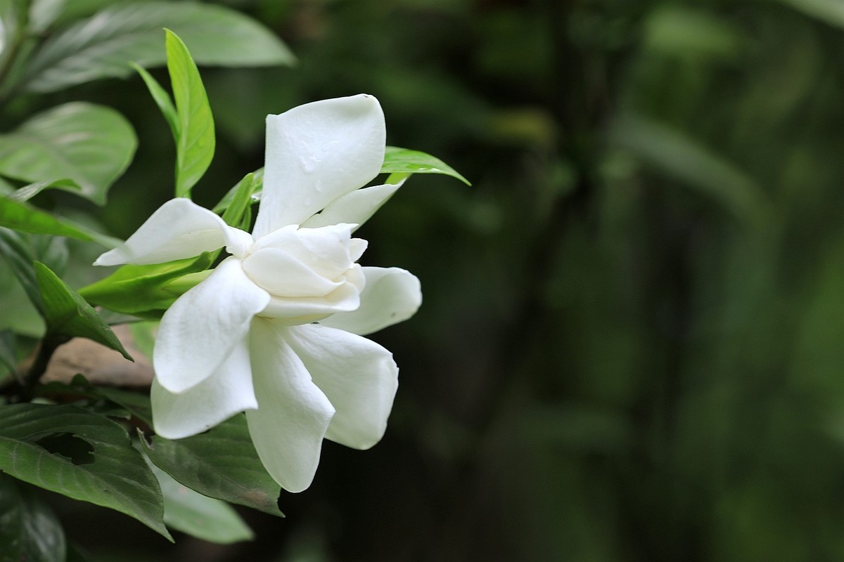 梔子花【二】2025.141