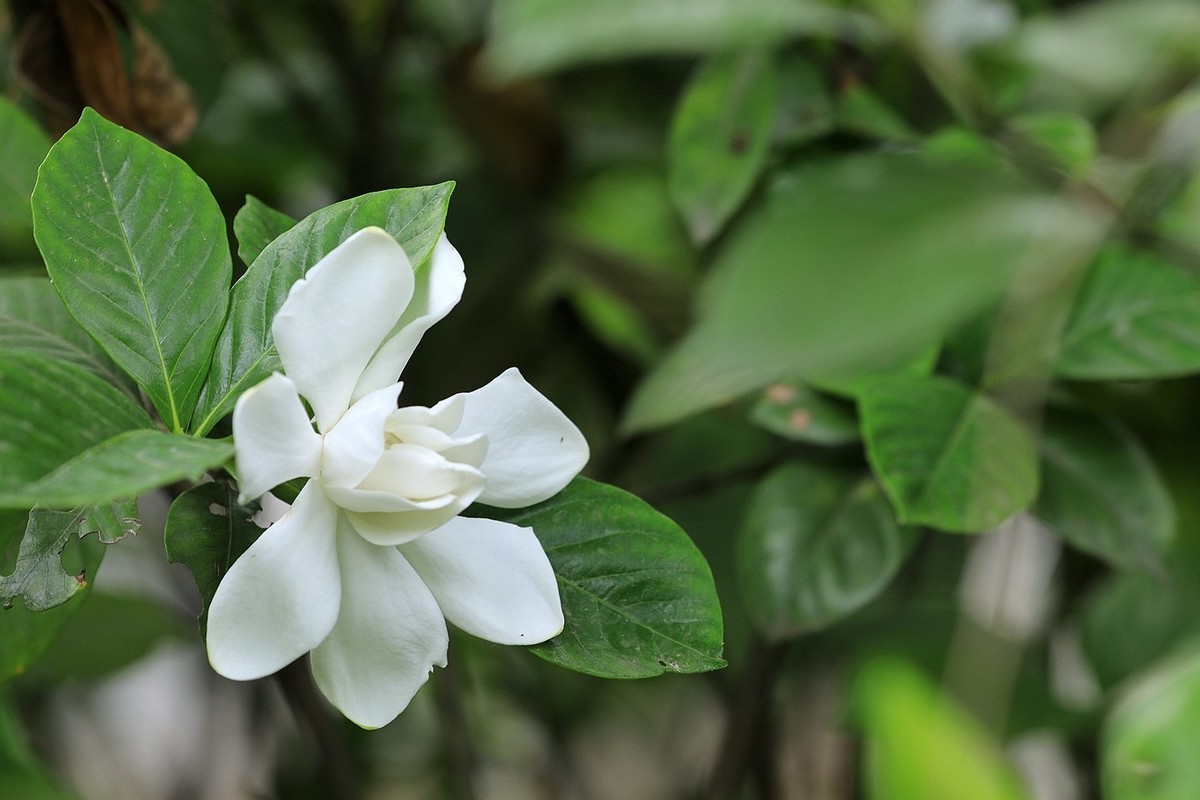 梔子花【二】2025.141