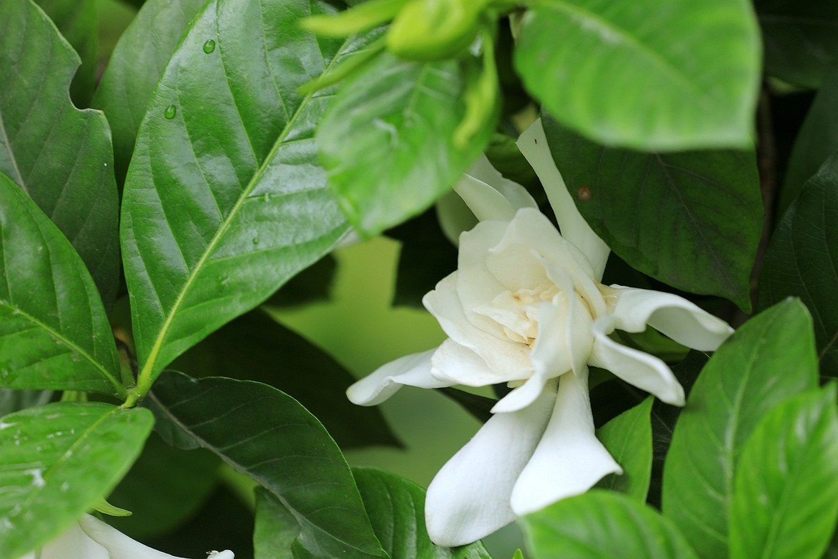 梔子花【二】2025.141