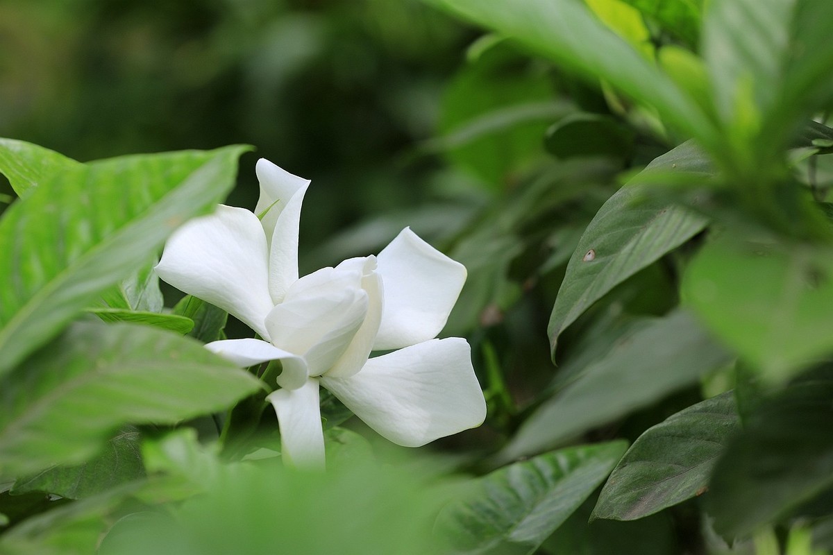 梔子花【二】2025.141