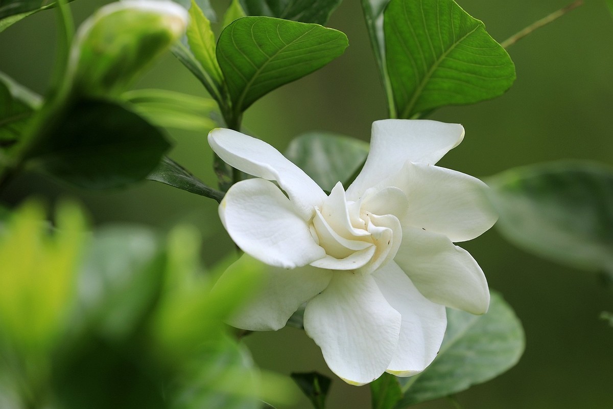 梔子花【二】2025.141