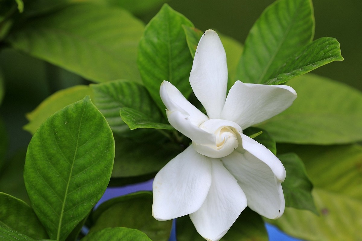 梔子花【二】2025.141