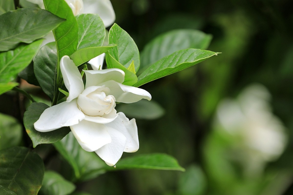 梔子花【二】2025.141