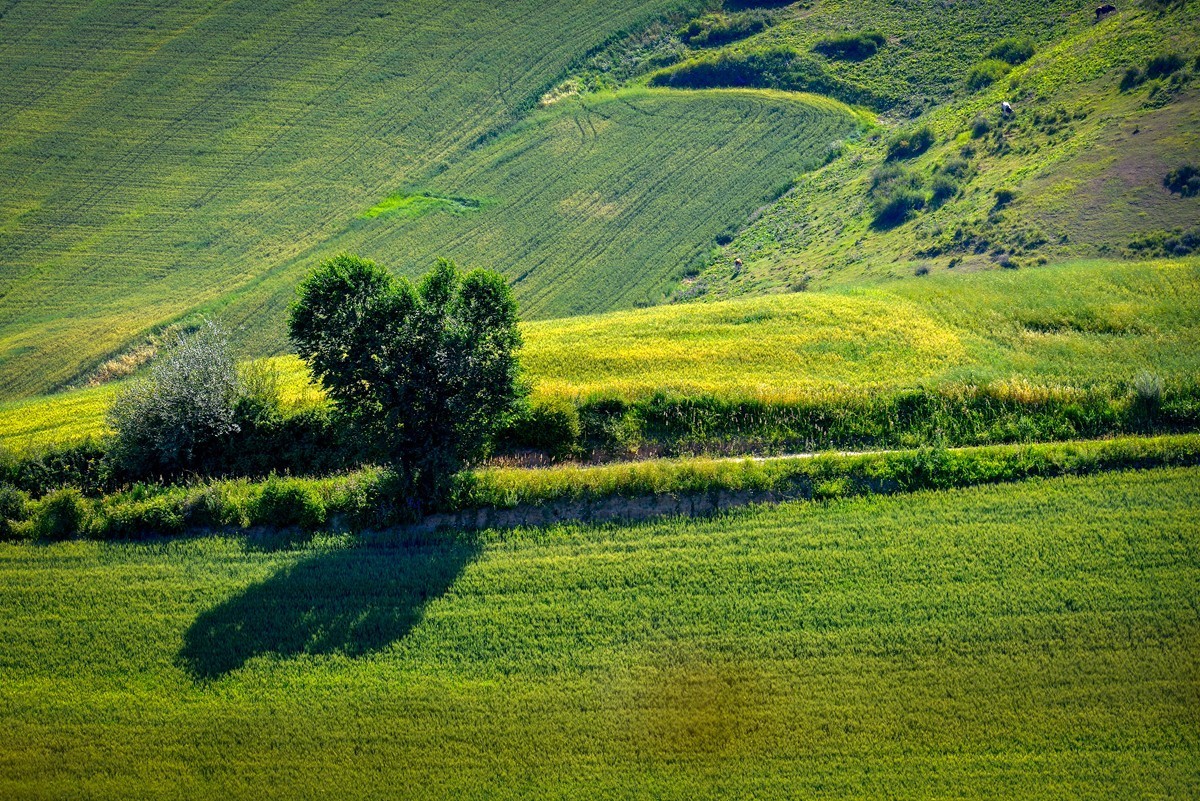 江布拉克（中）