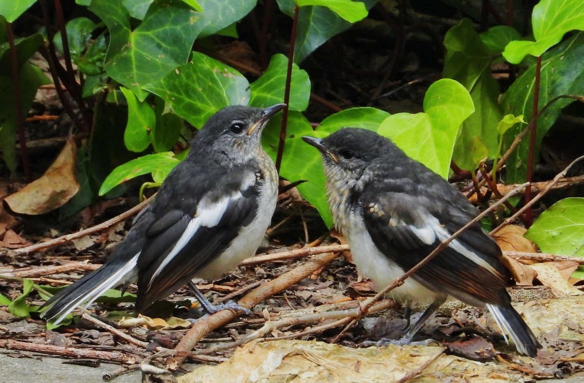 东方大苇莺与觅食、喂食的鹊鸲