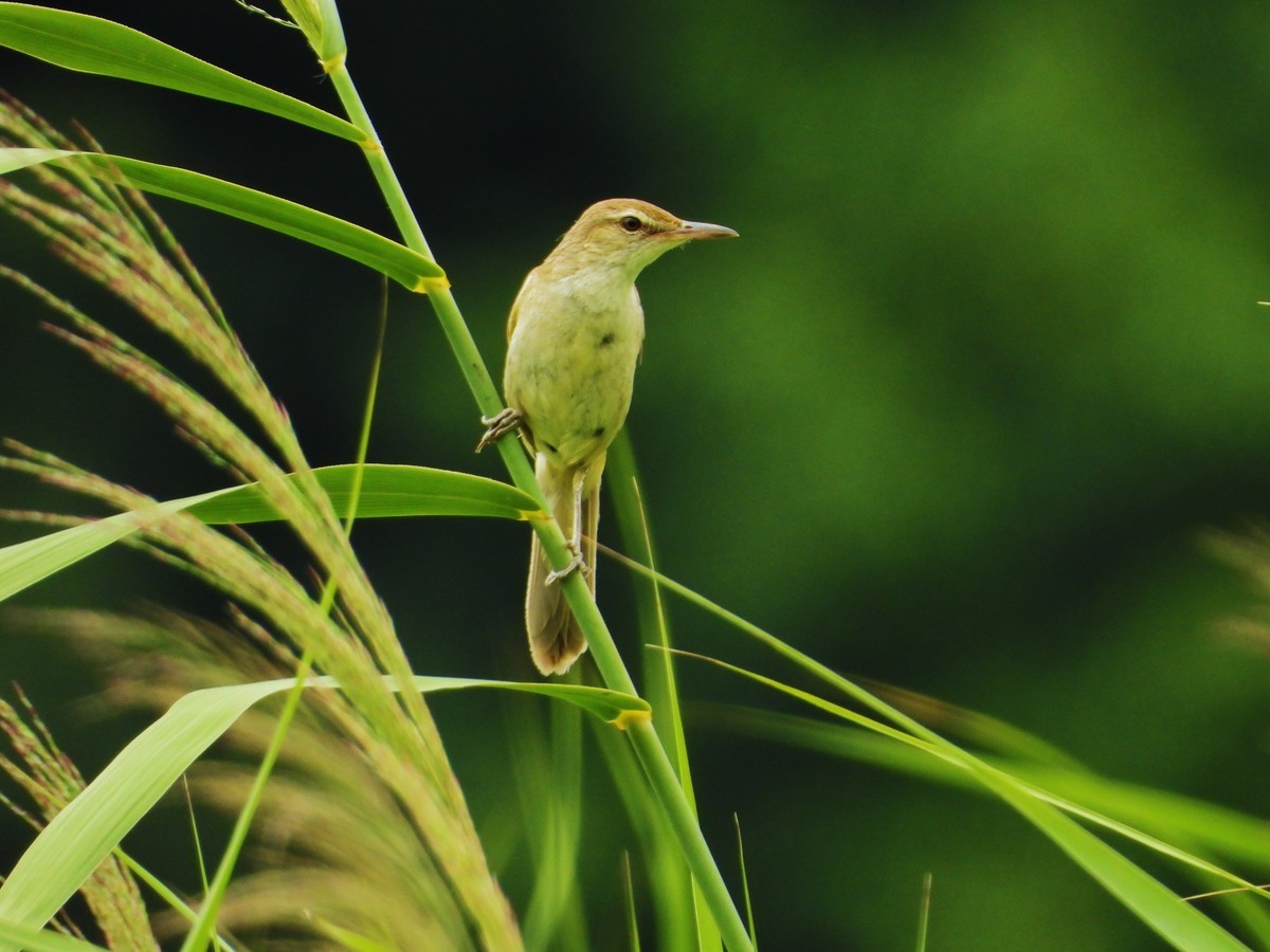 东方大苇莺与觅食、喂食的鹊鸲