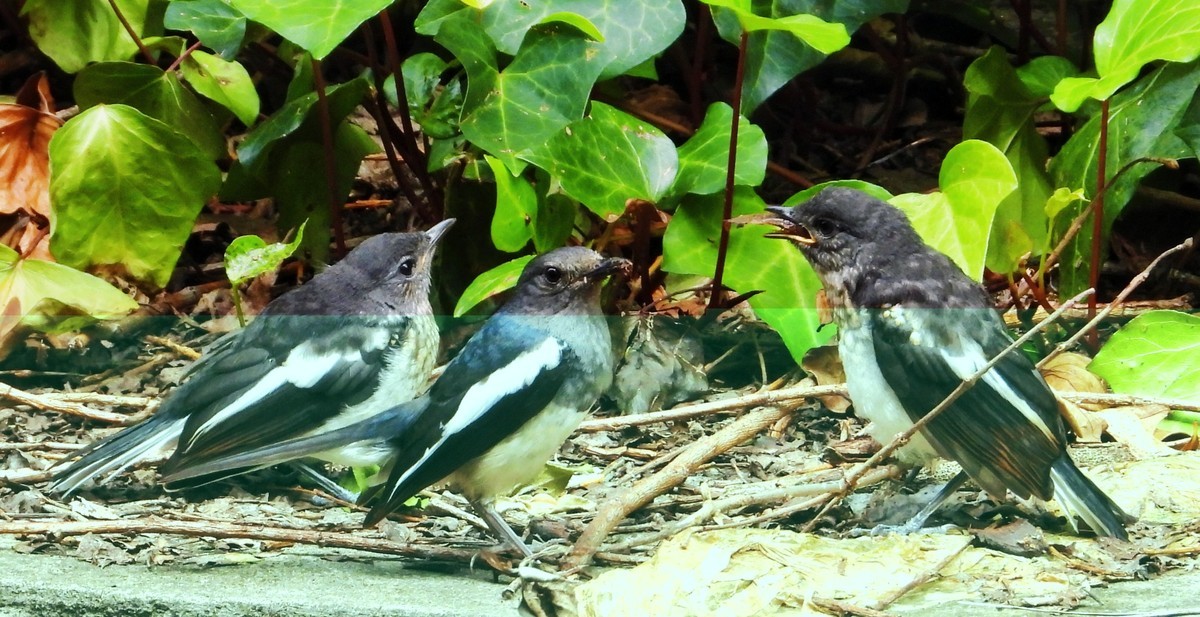 东方大苇莺与觅食、喂食的鹊鸲