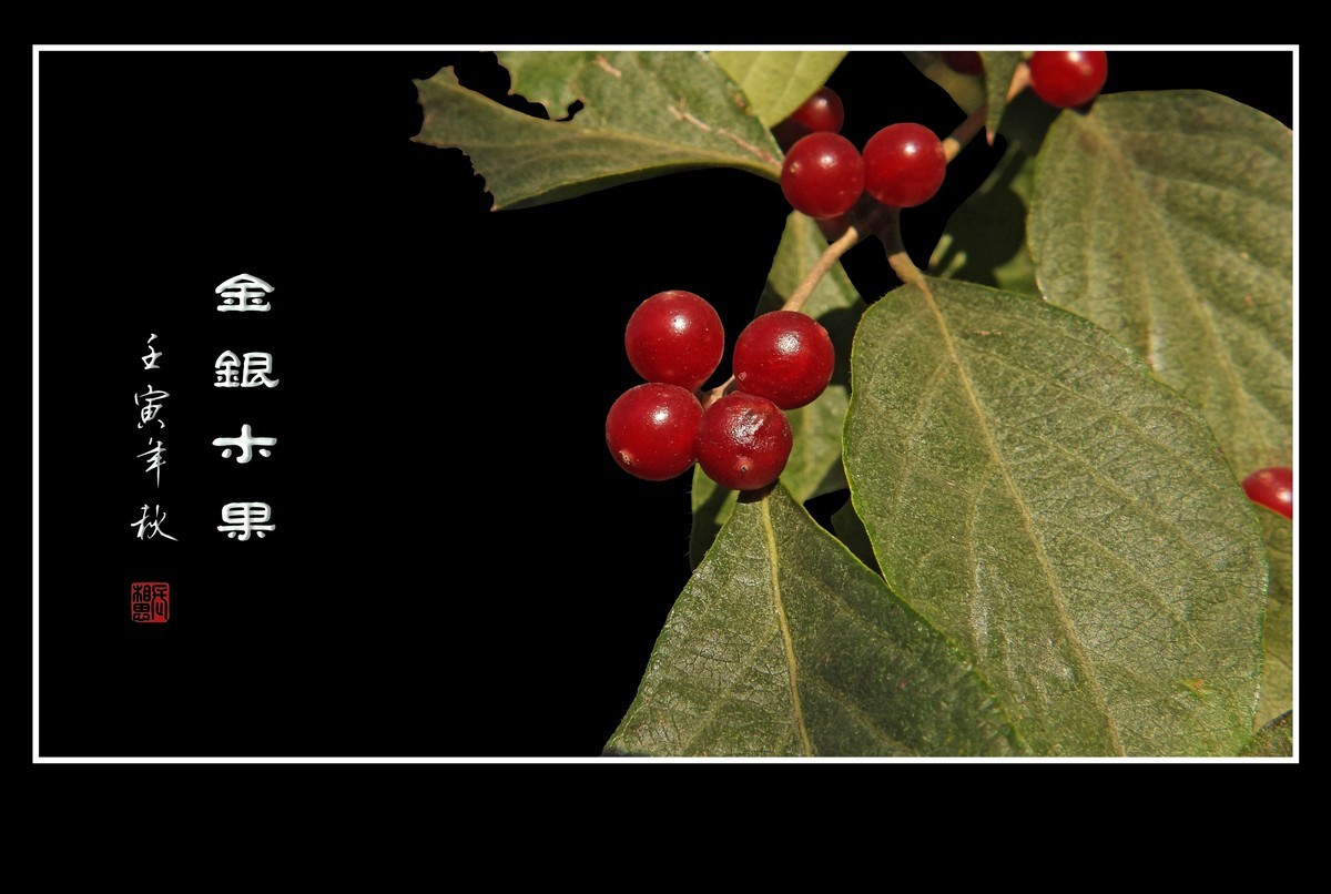 红玛瑙般的金银木果