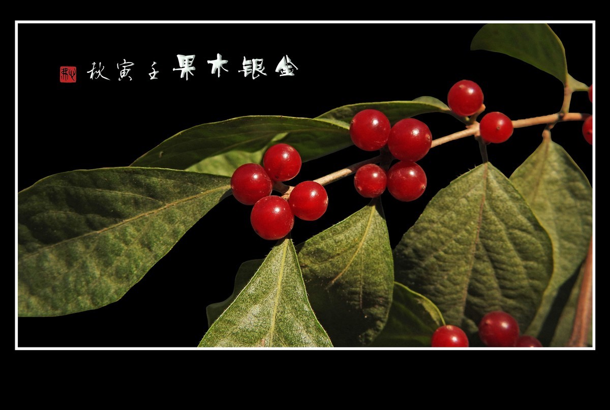 红玛瑙般的金银木果