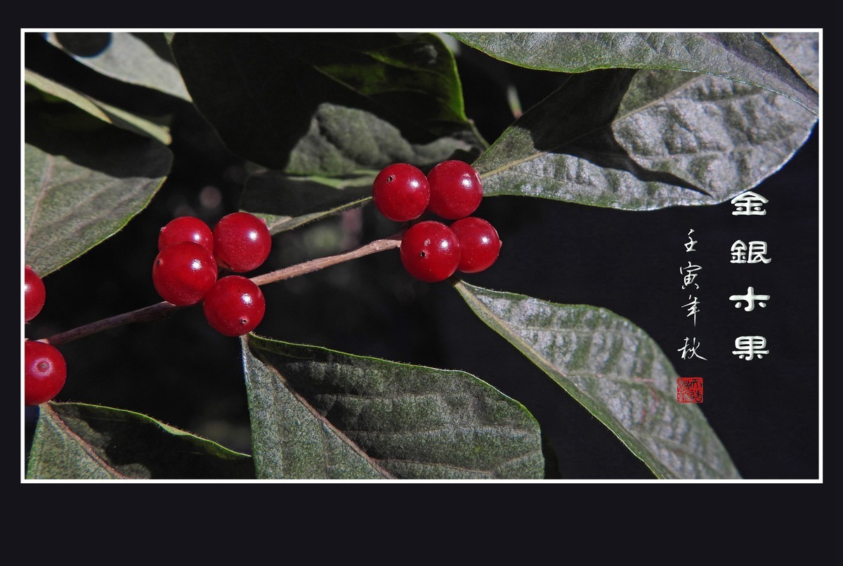 红玛瑙般的金银木果