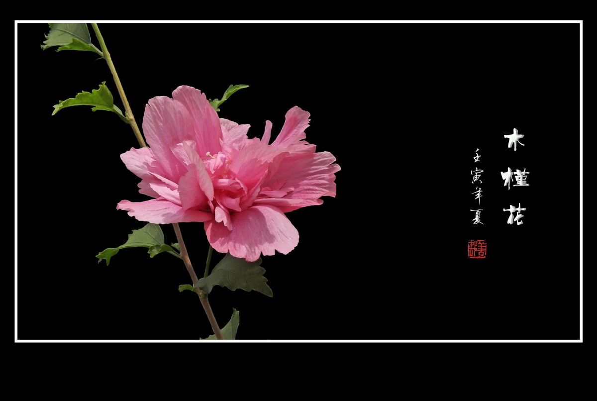 欣欣向荣的粉色木槿花