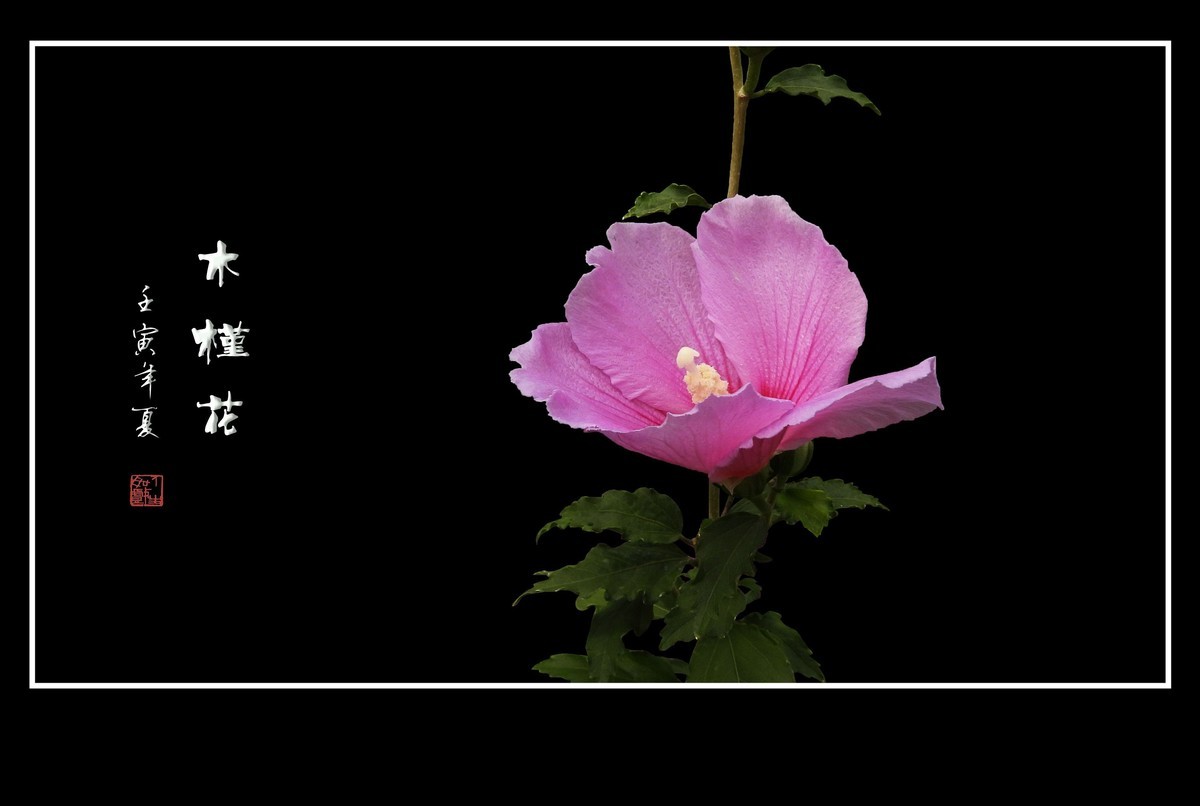 欣欣向荣的粉色木槿花