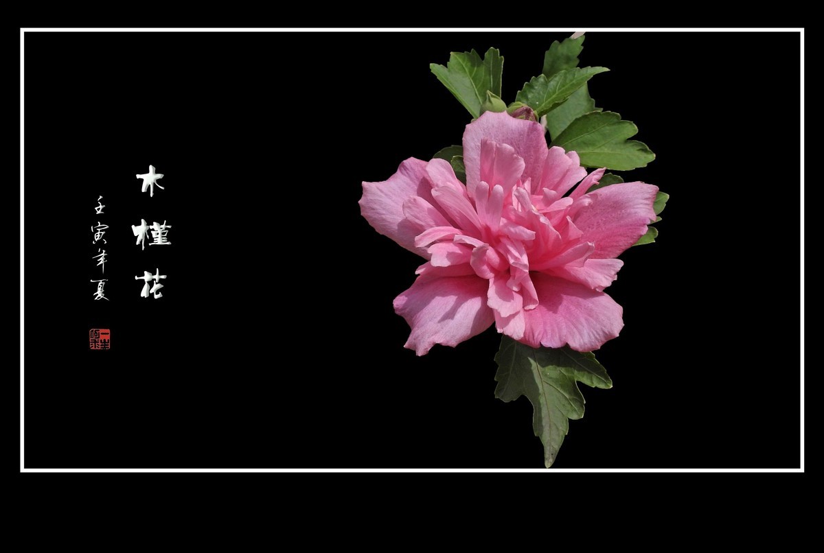 欣欣向荣的粉色木槿花