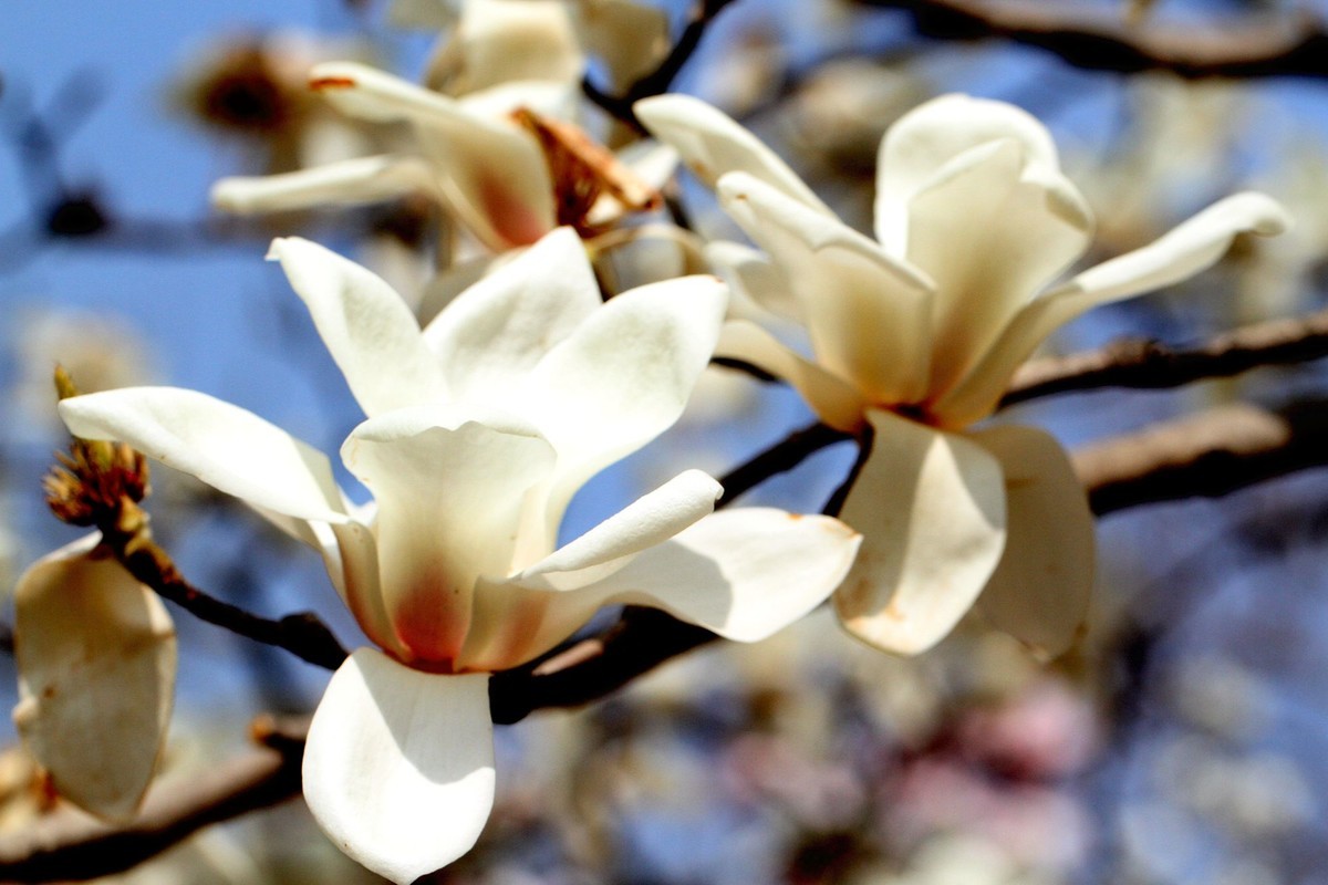 一个中午拍了三种色彩的玉兰