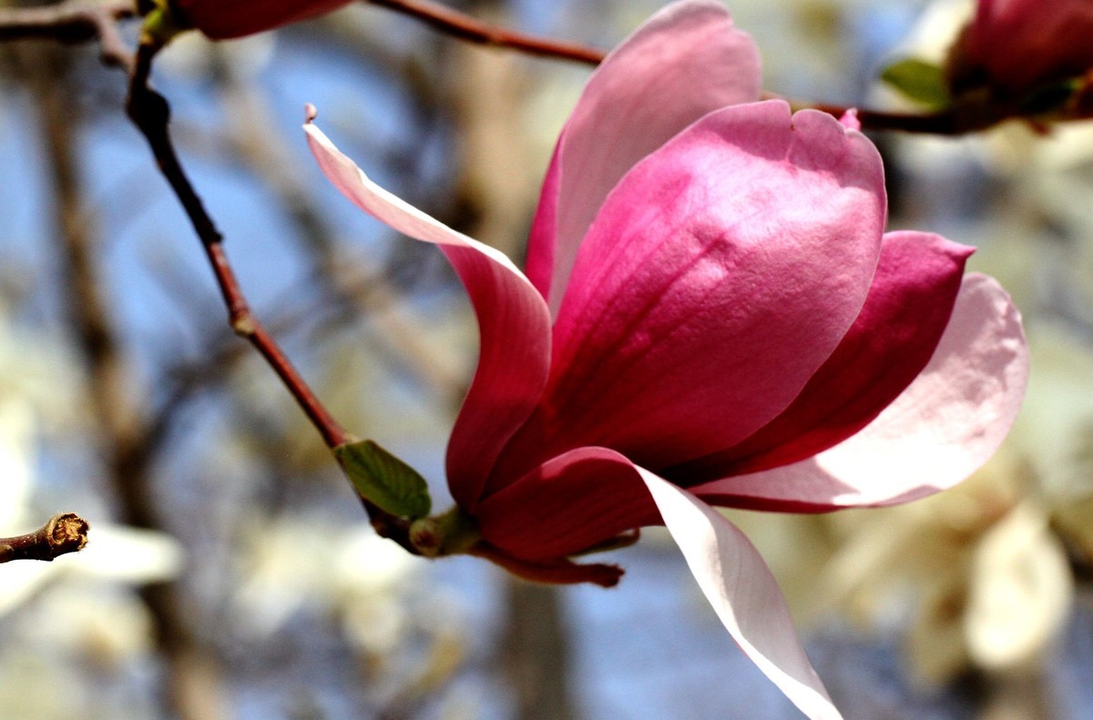 一个中午拍了三种色彩的玉兰