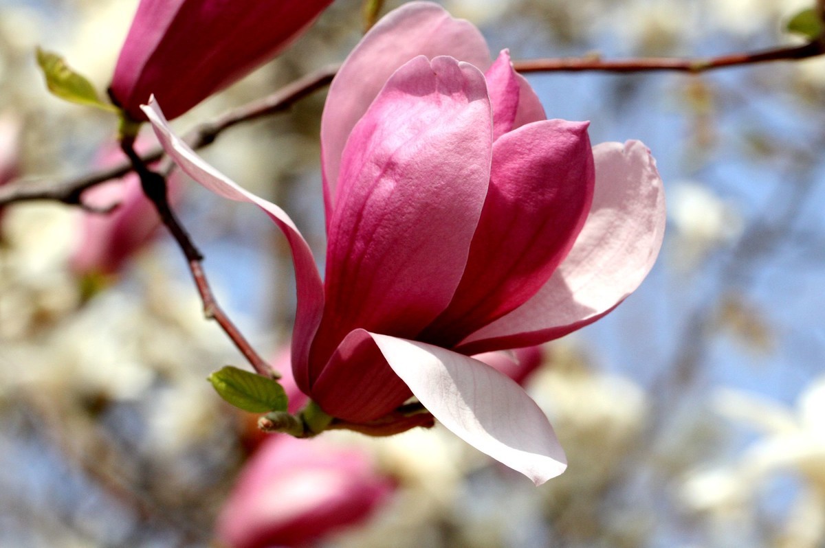 一个中午拍了三种色彩的玉兰