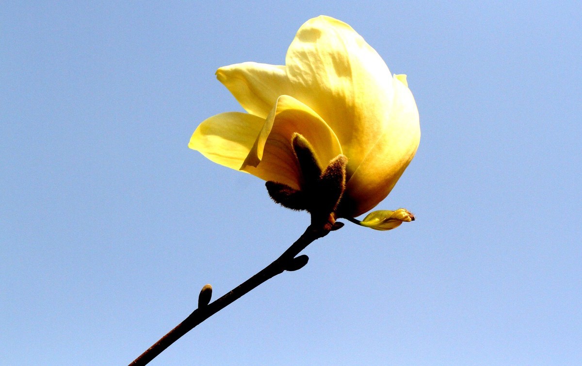 一个中午拍了三种色彩的玉兰