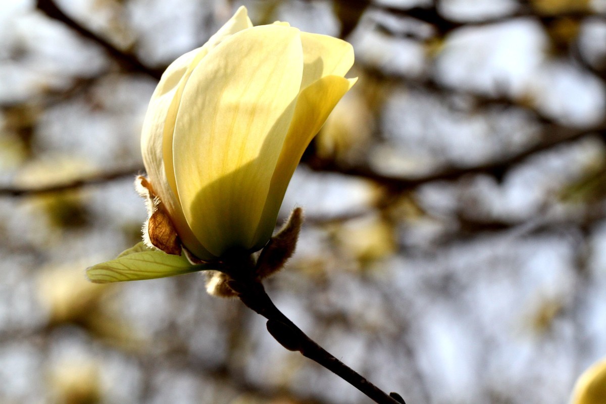 一个中午拍了三种色彩的玉兰