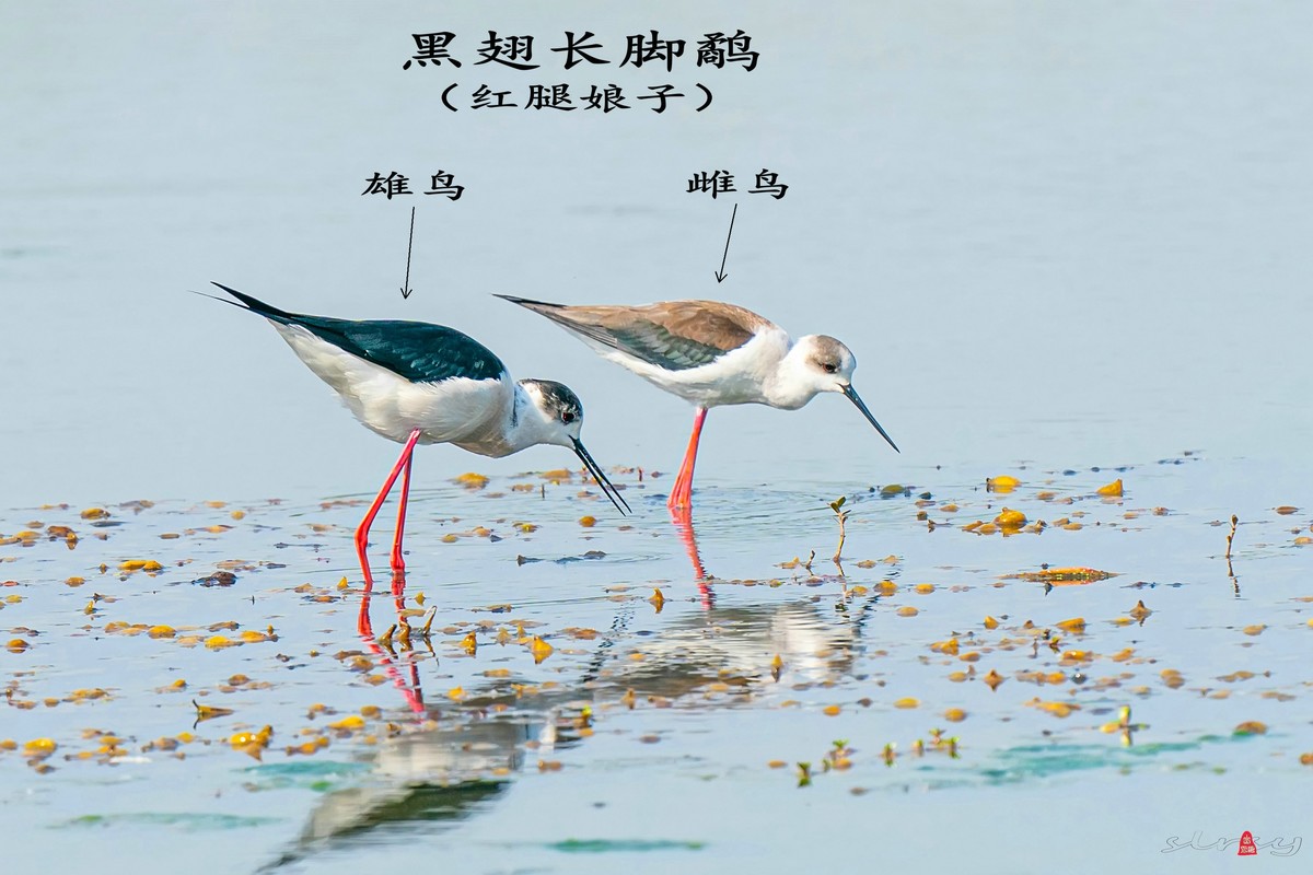 黑翅长脚鹬（红腿娘子）来到了太湖新家园