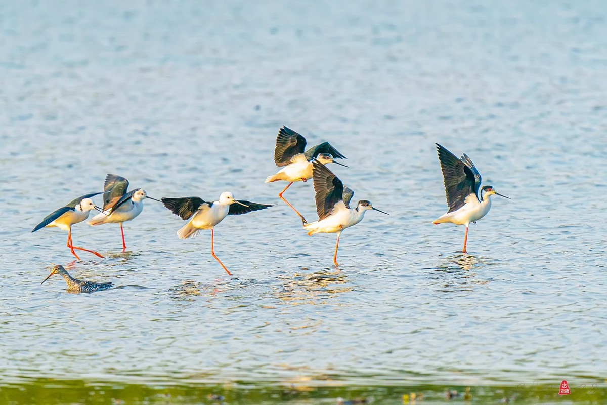 黑翅长脚鹬（红腿娘子）来到了太湖新家园